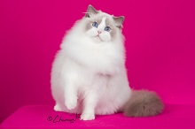Dolly Ave Ragdoll Cattery photo