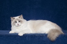Logo for Genotype Cats