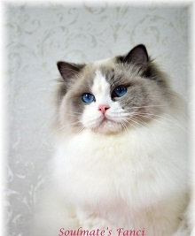Soulmate Ragdolls photo