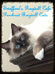 Logo for Swafford's Ragdoll Cafe