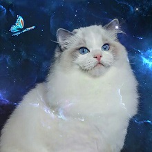 Logo for Fur-Real Ragdolls