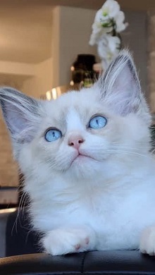 Logo for Ragdollkitty Ragdolls of So Cal