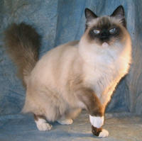 Logo for Coopercatz Ragdoll Cattery