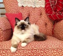 ShowMeRags Ragdoll Cats photo