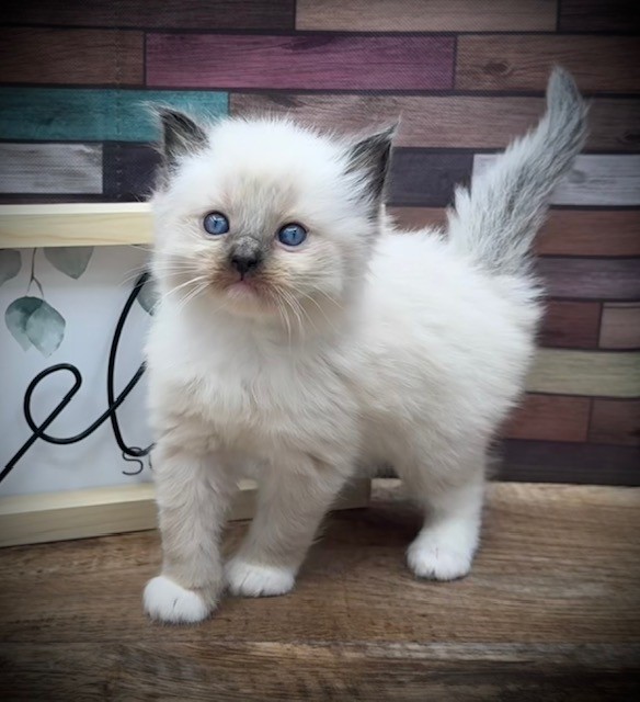 Logo for Tamz Montana Ragdolls Cattery