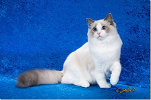 Logo for Dollinska Ragdolls